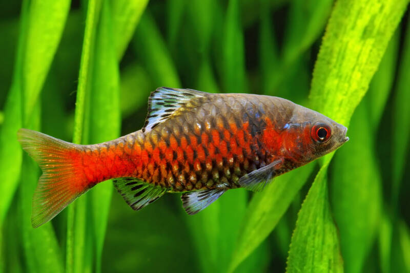 Odessa barb against live plants in a heavily planted aquarium