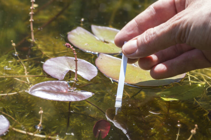 pH analysis of a pond using test strips