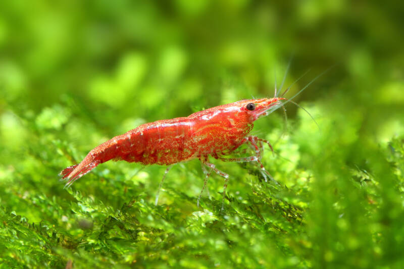 Red cherry shrimp on aquatic plant in planted aquarium