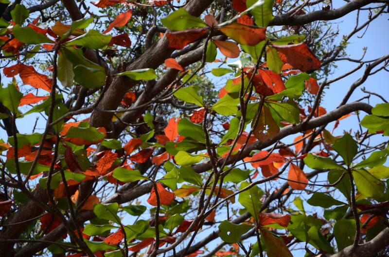 The Indian almond tree or Terminalia catappa that is used in aquarium hobby