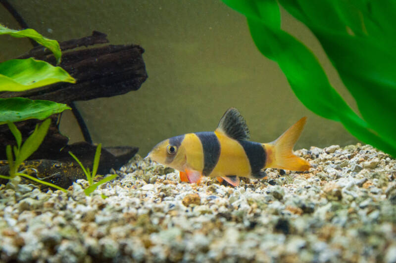 Clown loach or tiger botia dwelling aquarium's bottom with white gravel