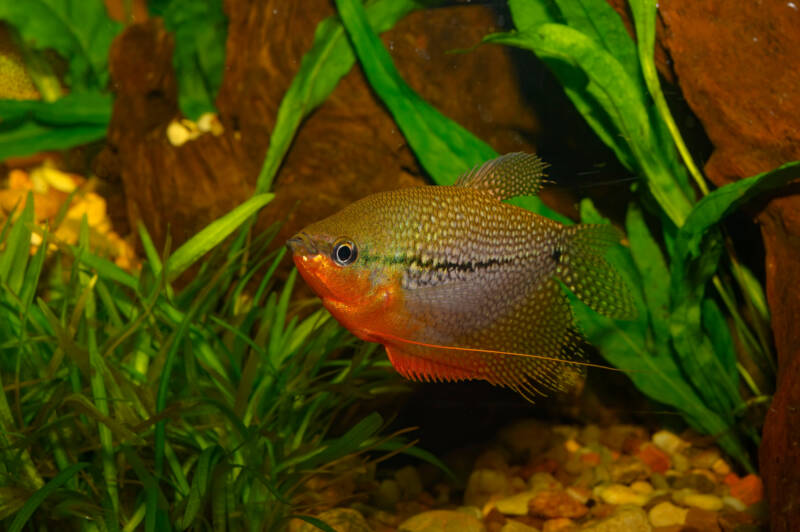 Trichogaster leeri which is most known as the pearl gourami in a planted aquarium