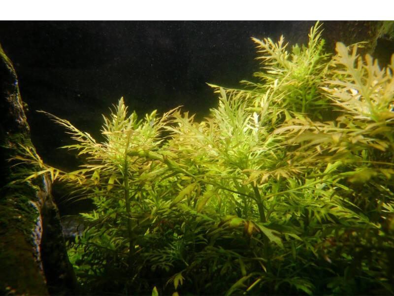 Floating Water sprite might be ideal plant for pearl gouramis aquarium setup