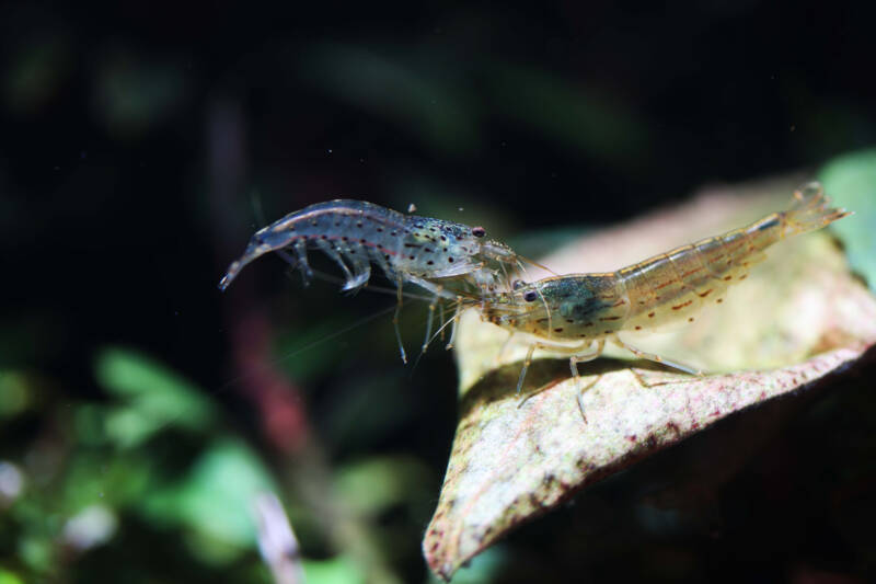 Pair of Yamato or Amano shrimp in freshwater aquarium