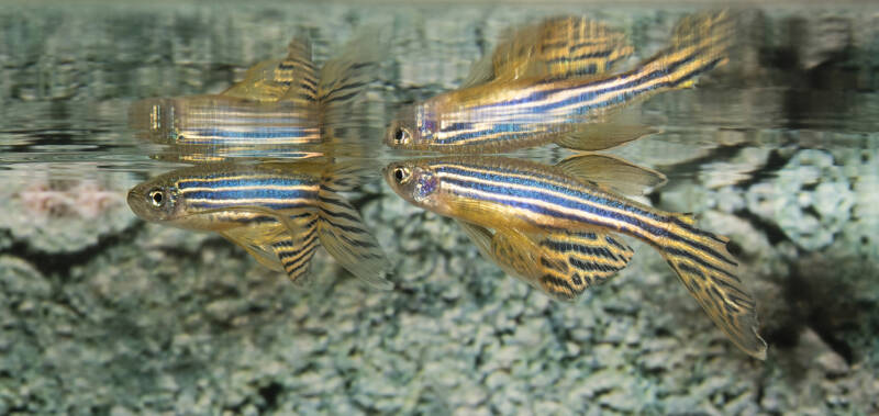 Pair of zebra danios at the surface in the aquarium