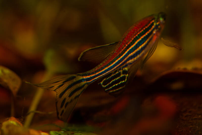 Danio rerio commonly known as zebrafish in a planted aquarium