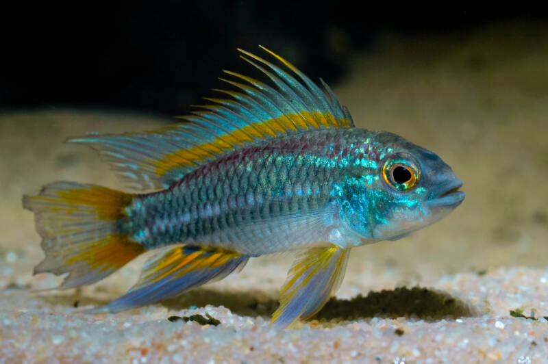 Apistogramma bitaeniata also known as dwarf cichlid is swimming close to the sandy bottom of the aquarium