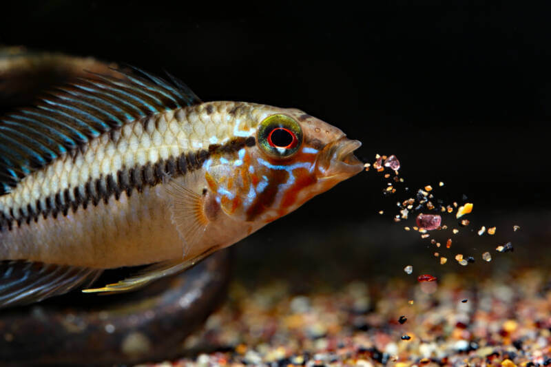 Apistogramma sp. D50 (synonym: sp. ) captured in Upper Rio Vaupes, Colombia