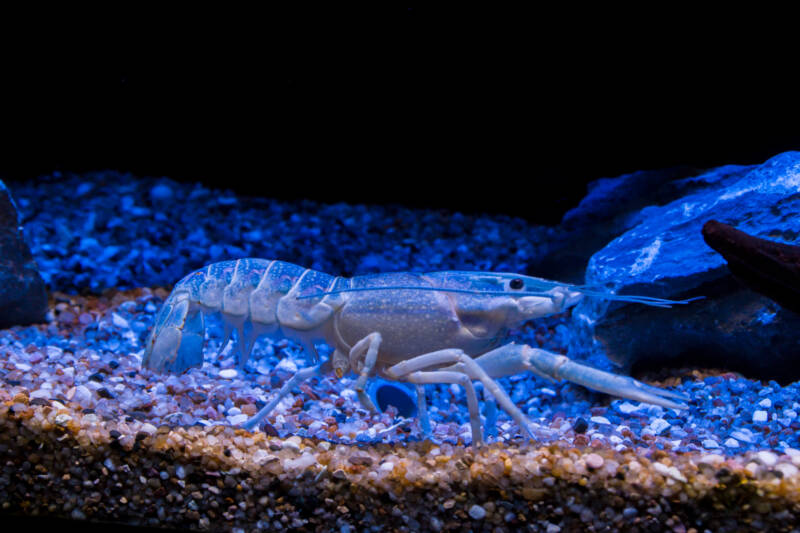 Procambarus alleni commonly known as blue crayfish on the bottom of aquarium with a blue sand