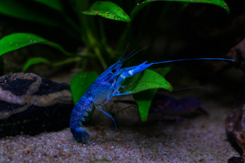 Procambarus alleni also known as Blue crayfish climbing on a plant in a freshwater aquarium