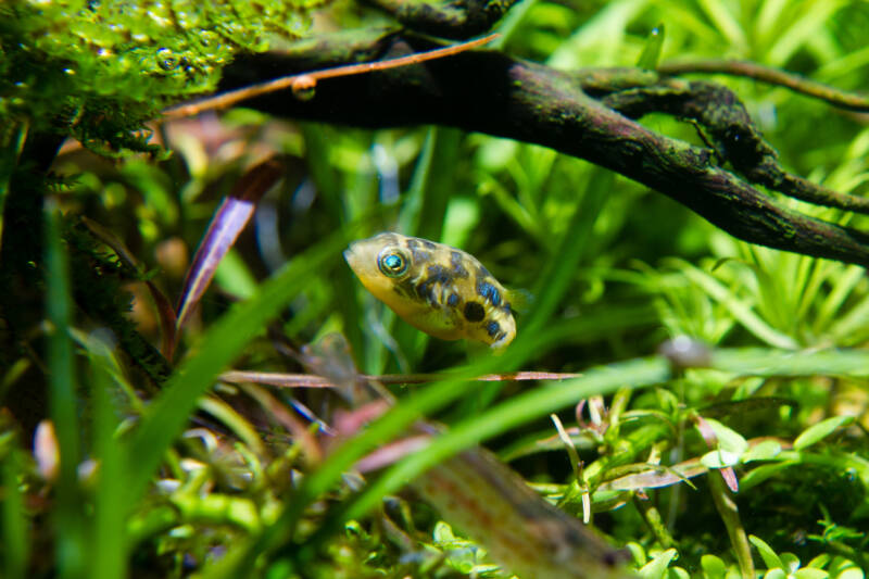 Dwarf Puffer (Carinotetraodon travancoricus) swimming in planted aquarium