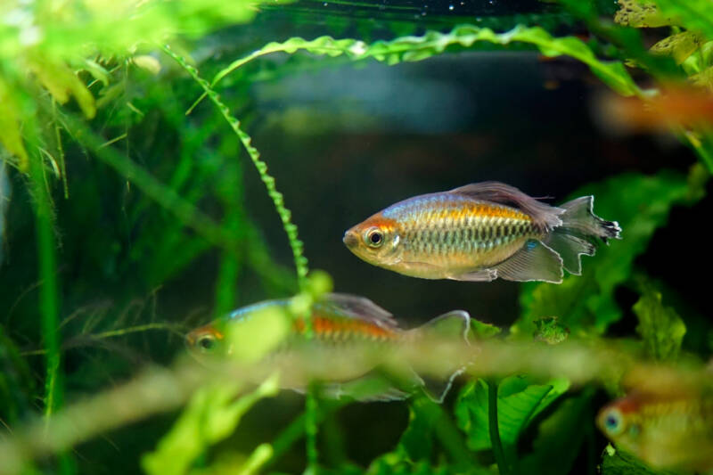 Congo tetras swimming in a heavily planted aquarium