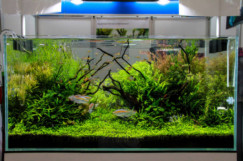 Beautiful planted aquarium with schooling Congo tetras