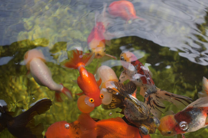 Oranda goldfish and other varieties of goldfish swimming in the pond