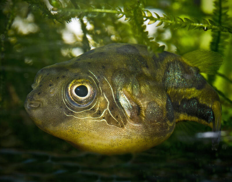 Carinotetraodon travancoricus known as dwarf puffer increasing its size in planted aquarium