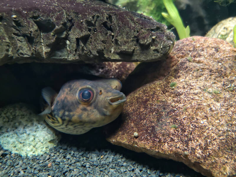 Blue line puffer or dwarf pufferfish under the stone in aquarium