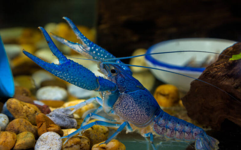 Electric Blue Crayfish Care Guide: Tank Setup, Diet & Breeding