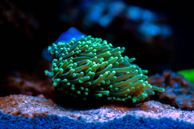 Green Euphyllia Torch LPS coral - Euphylliidae Glabrenscens in reef aquarium