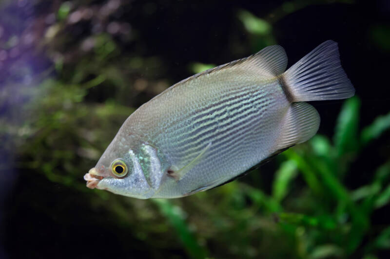 Close up of wild Helostoma temminckii commonly known as mottled or pibald kissing gourami in a planted aquarium