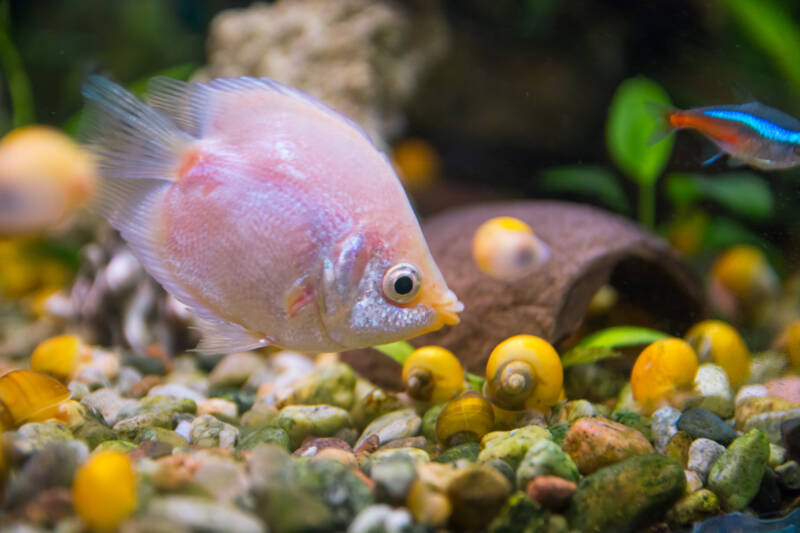 Balloon pink kissing gourami feeding on algae on a gravel with snails