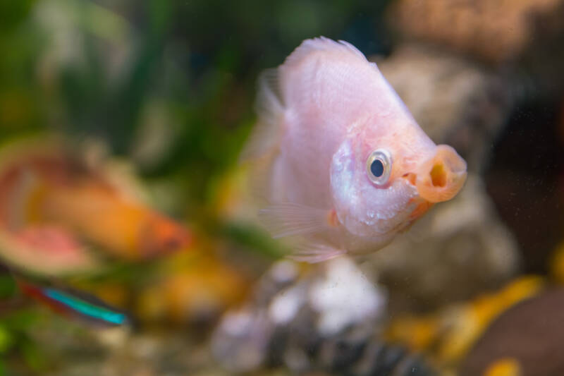 Close-up of a big mouth of kissing gourami in aquarium