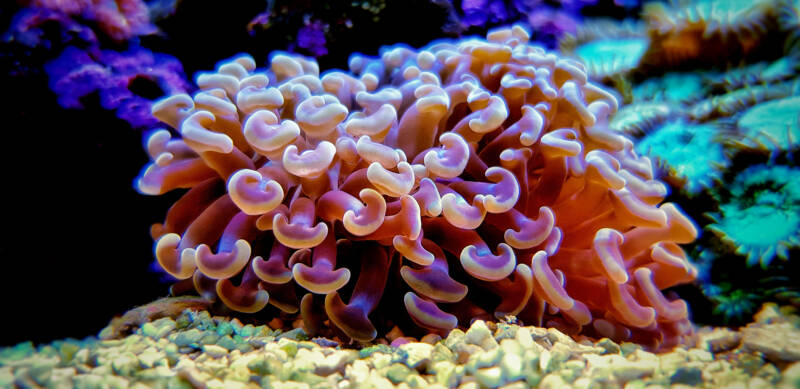 Euphyllia ancora also known as hummer LPS coral in reef aquarium