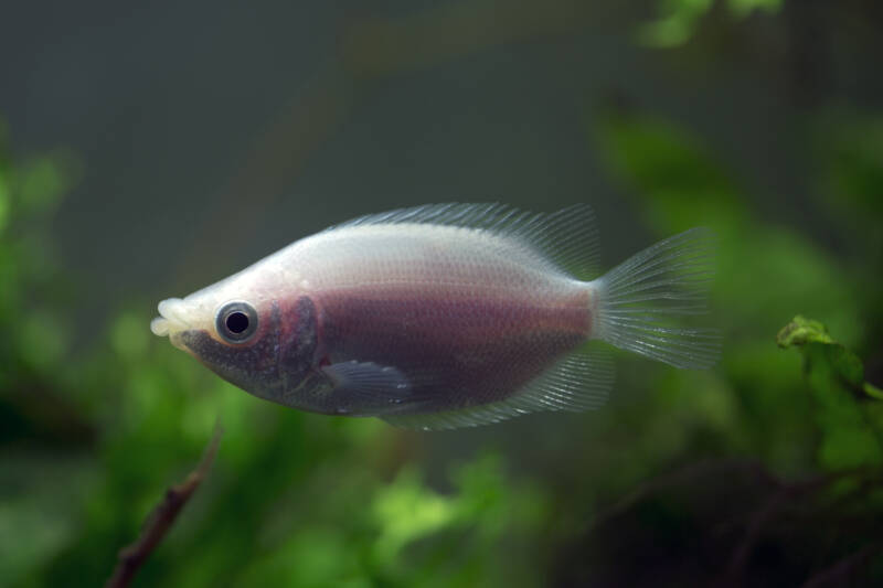 Pink-mutated Helostoma temminckii also known as Kissing gourami in a planted aquarium