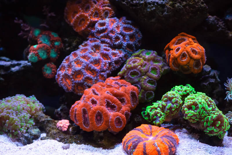 Coral reef colony in reef aquarium