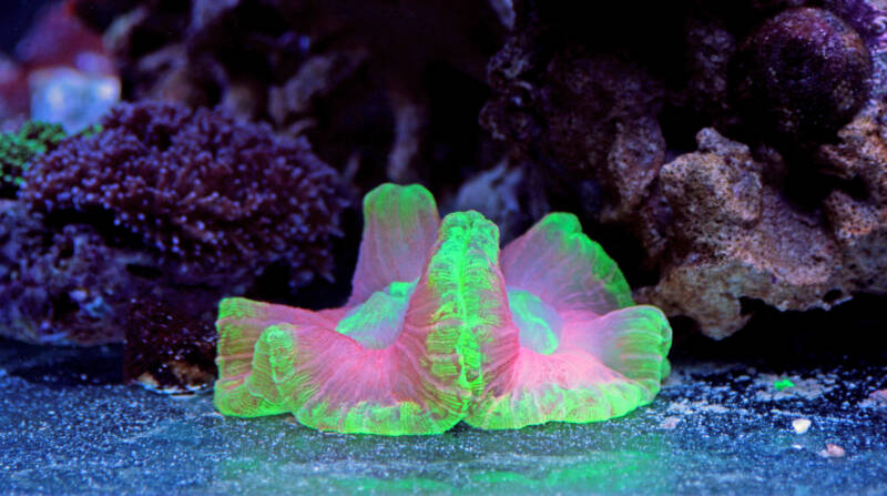 Trachyphyllia spp. also known as Open brain lps coral in reef tank macro shot