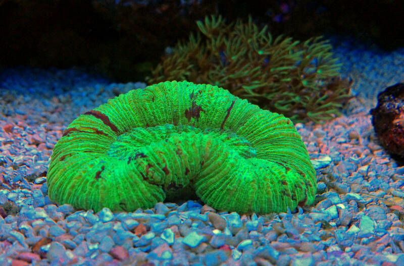 Macro shot of Trachyphyllia spp. also known as open brain lps coral in reef tank