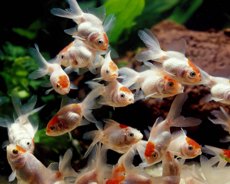 A shoal of Oranda goldfish swimming in a planted aquarium