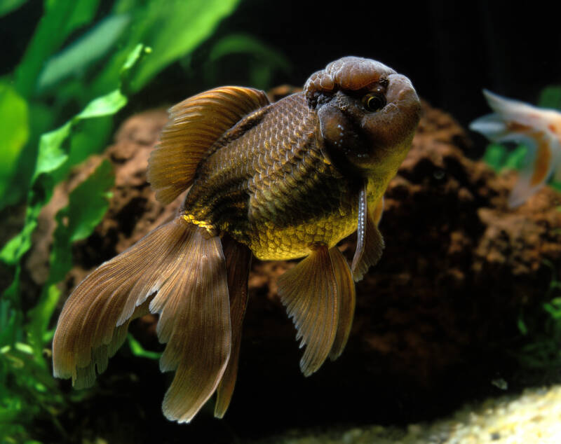 Popular variety black Oranda goldfish swimming in a planted aquarium