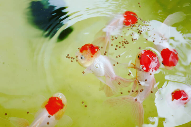 Pellet feeding of a group of Oranda goldfish