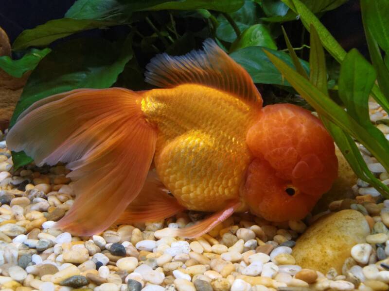 Oranda goldfish spending time on the bottom of aquarium