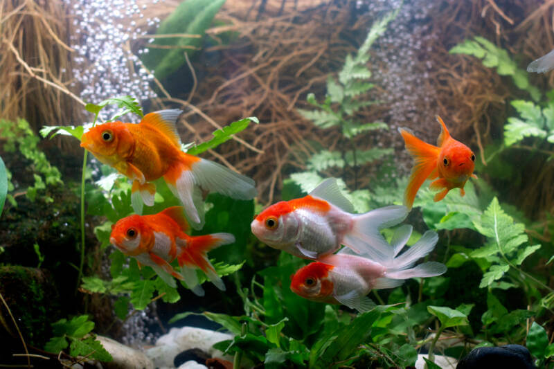 A group of oranda goldfish swimming in a planted aquarium with air stones