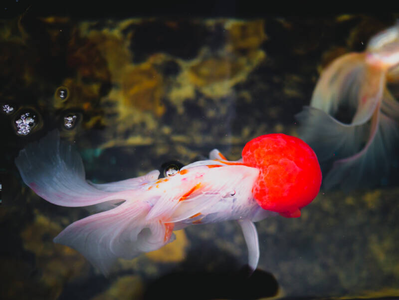 Oranda goldfish swimming in a pond