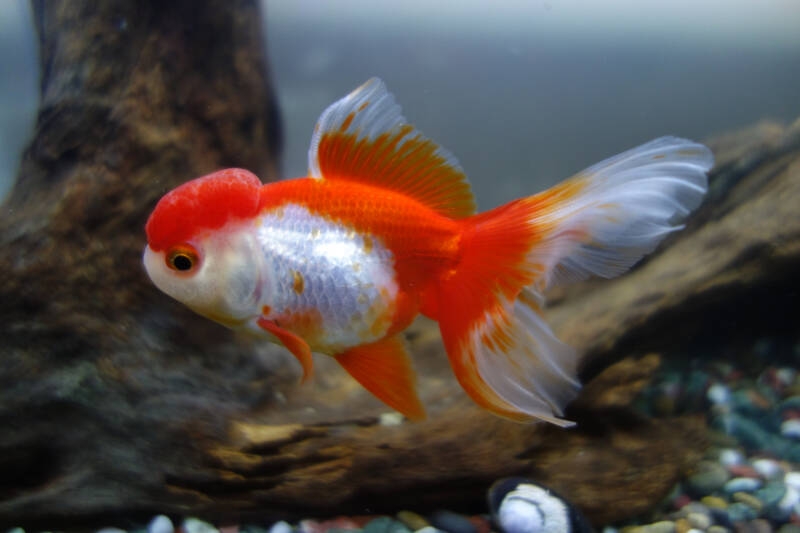 Oranda goldfish variety swimming against driftwood in aquarium 