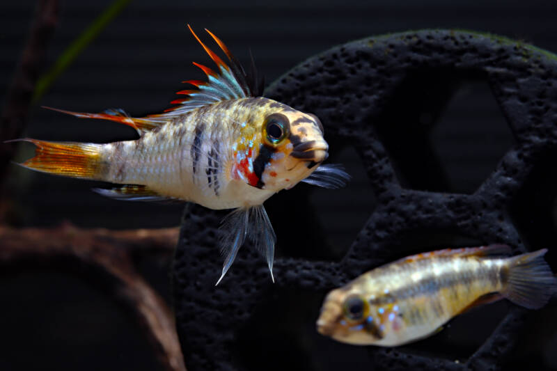 Pair of Apistogramma sp. D39 (synonym: sp. Alto Vaupes I) captured in Upper Rio Vaupes swimming around a grotto in aquarium