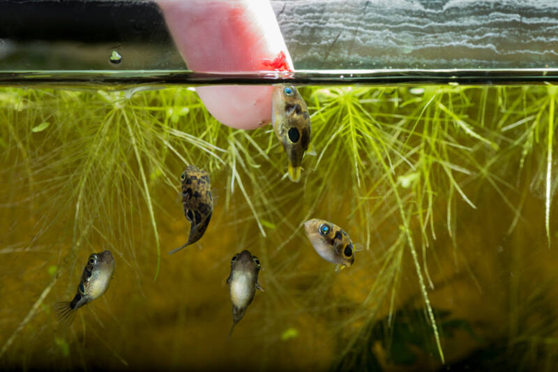 Dwarf puffer fish hand feeding close-up shot