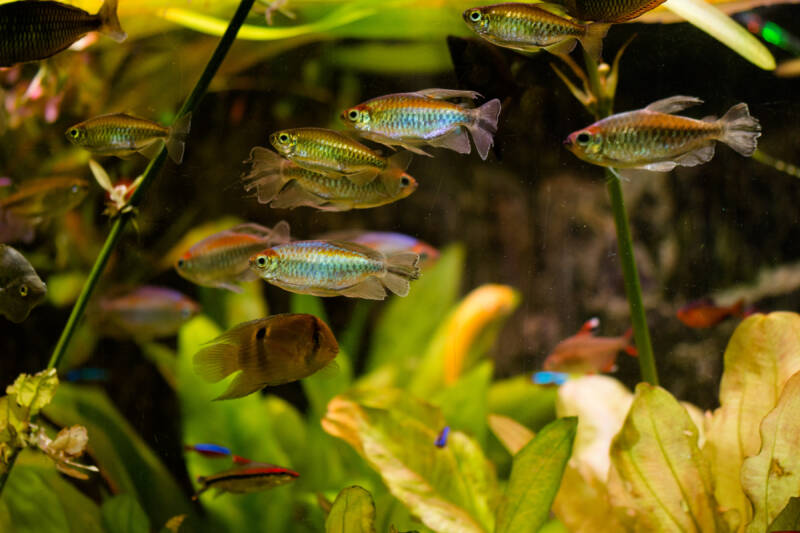 Congo tetras in community aquarium with their tank mates