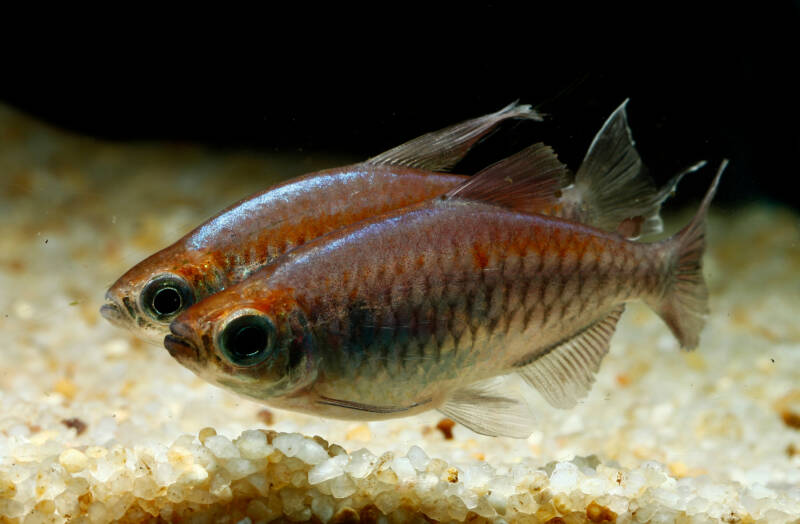 Pair of Phenacogrammus interruptus commonly known as congo tetras swimming near aquarium's sandy bottom