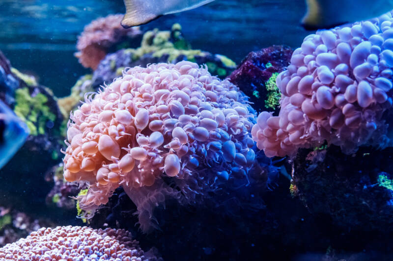 Plerogyra sinuosa also known as Bubble coral close-up in reef aquarium