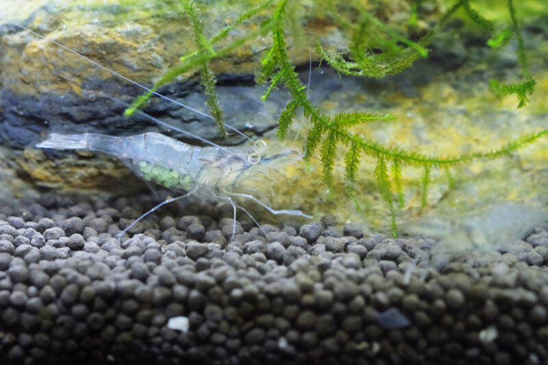 how long are ghost shrimp pregnant