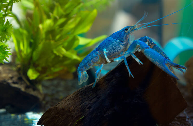 Male of blue crayfish on a driftwood in aquarium