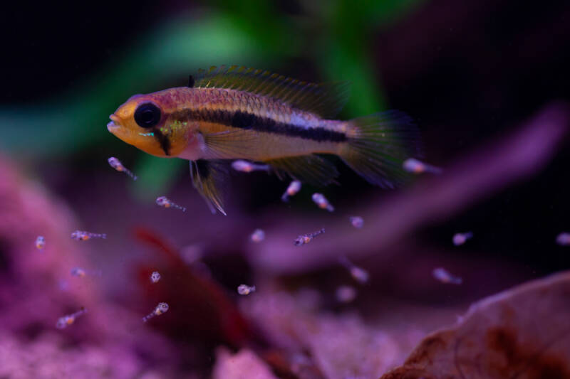 Apistogramma sp. tefe agassizi with babies in aquarium. The Tefe Agassizi's Dwarf Cichlid (Apistogramma cf. agassizii) is a very beautiful and uncommon variant of the superspecies.