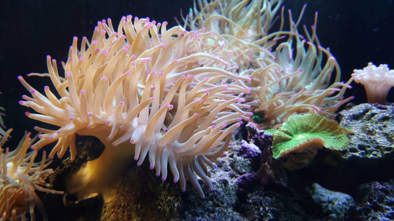 Torch coral (Euphyllia glabrescens) has long sweeper tentacles tipped with potent cnidocytes