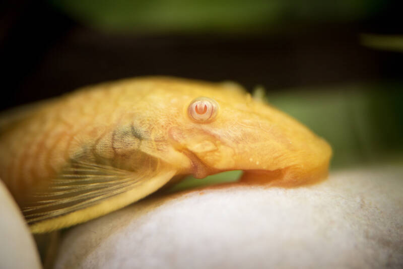 Close up of Albino bristlenose sucking algae on the stone