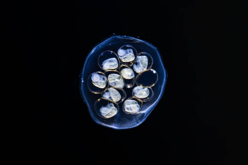 Ramshorn snail eggs are ready to hatch