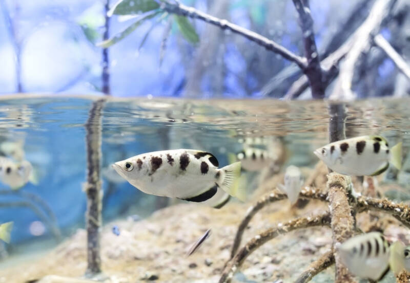 Group of Archer fish swimming in a brackish water in mangroves 