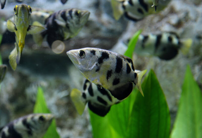 School of Toxotes jaculator known as well as archer fish swimming in a planted brackish aquarium